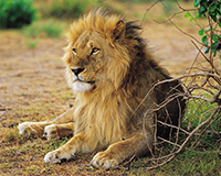 symbol_animal