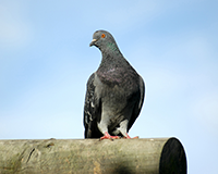 symbol_bird