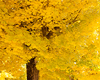 symbol_tree